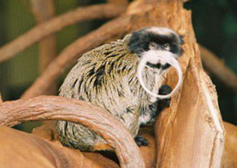 tamarin